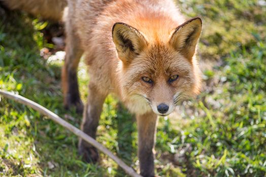 Red fox, Vulpes vulpes standing and looking towards the camera