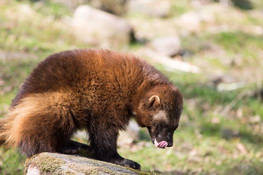 Wolverine, Gulo gulo, sitting on a meadow also called  glutton, carcajou, skunk bear, or quickhatch