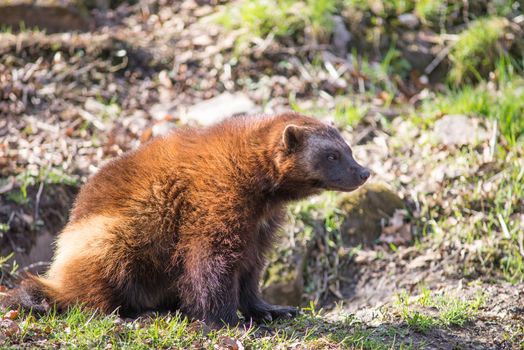 Wolverine, Gulo gulo, sitting on a meadow also called  glutton, carcajou, skunk bear, or quickhatch