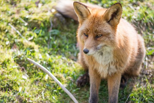 Red fox, Vulpes vulpes sitting and looking towards the camera