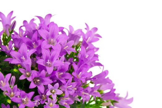 blue campanula flowers, on white background