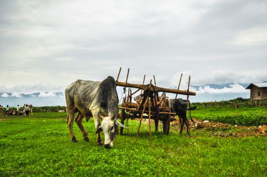 Inle Lake, Shan State, Myanmar (Burma)