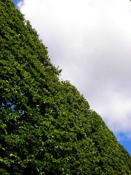 Very tall trees, creates green wall of leaves on blue sky