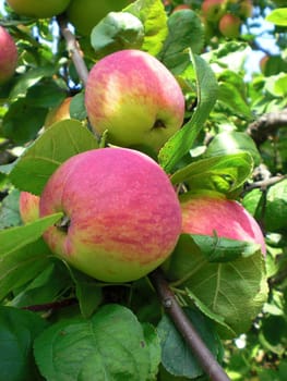 Mature apples in group, growing on tree branch in orchard