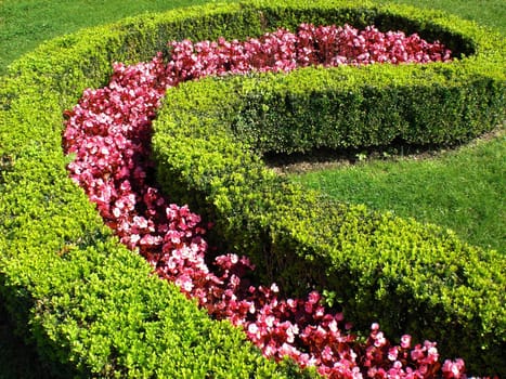 Pink flowers surrounded by green boxwood hedge