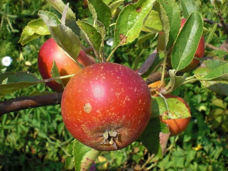 Red mature apples in group, growing on tree branch in orchard