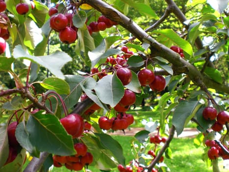 Tree branch full of red and juicy cherry fruits 