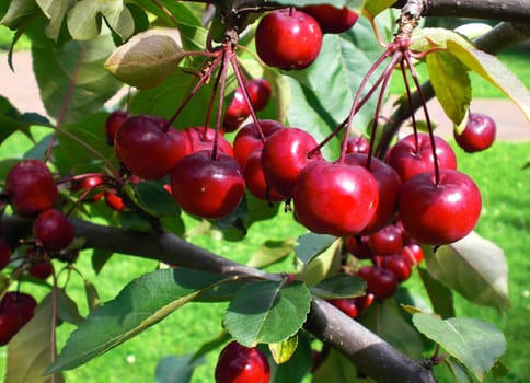 Tree branch full of red and juicy cherry fruits 