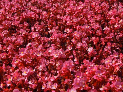 Natural carpet made of many pink flowers