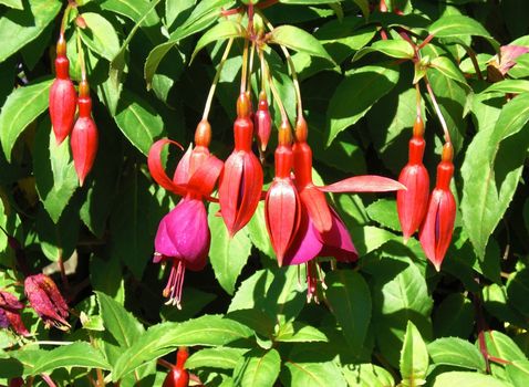 Colorful fuchsia flowers on bush filled with green leaves