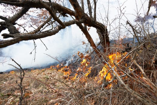 Disaster in oak forest fire in winter woods