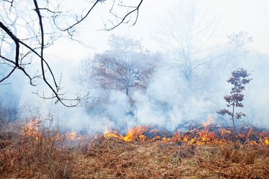 Disaster in oak forest fire in winter woods