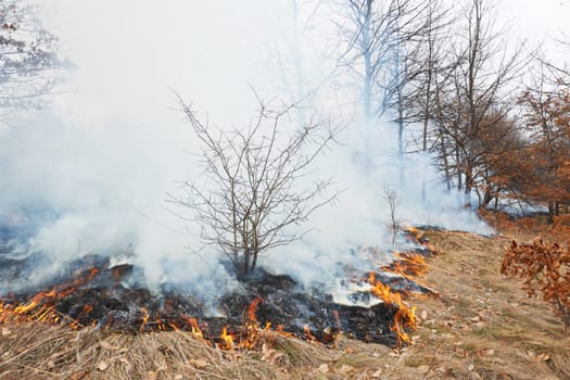 Disaster in oak forest fire in winter woods