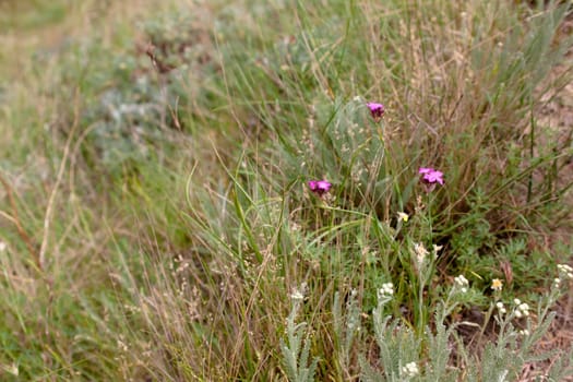 Pink wildflower and green grass 
