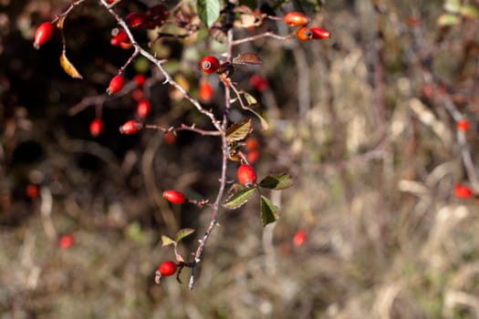 Red autumn berries and brown and green leaves
