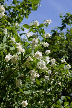 White flowers and green leaves on the bush in sunny day

