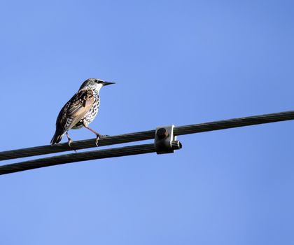 Thrush bird standing on metallic cable in deep blue sky