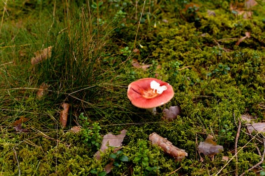 Pink mushroom in a forest
