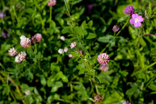 Pink and purple wildflower in green field in sunny day
