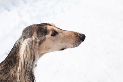 A portraiy of grey saluki on white
