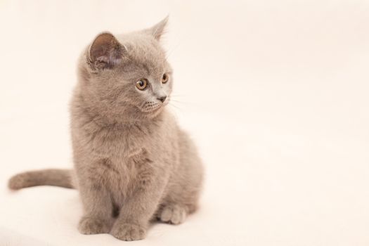 Grey kitten on pink background
