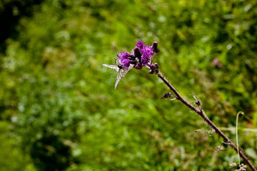 Two white butterflies on a flower in summer day
