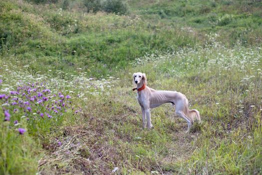 Standing white saluki in green grass
