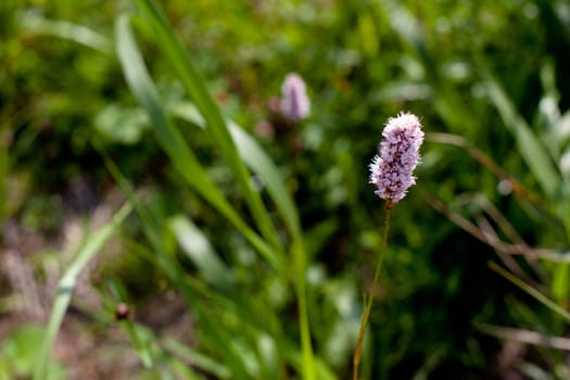 Pink and purple wildflower in green field in sunny day
