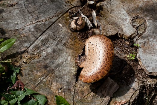A brown mushroom on an old stump
