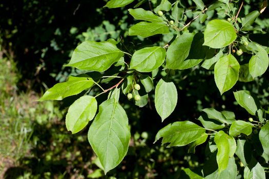 Young green berries and leaves on the bush in sunny day
