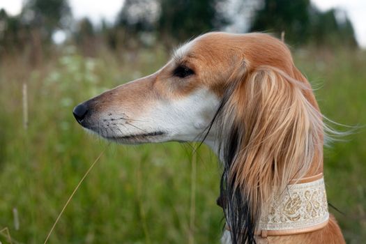 A portraiy of brown saluki in green grass
