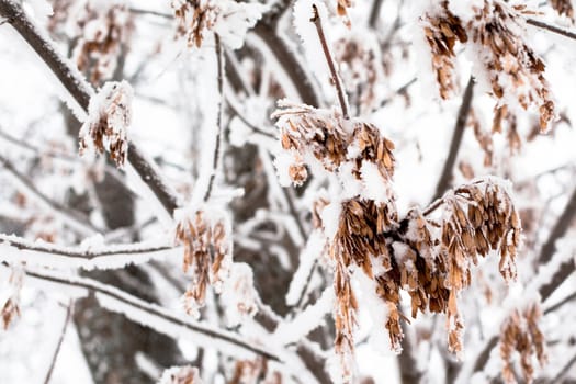 White treewith brown leaves under snow in winter
