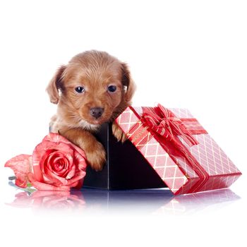 Puppy in a gift box with a bow and a rose. Puppy of a decorative doggie. Decorative dog. Puppy of the Petersburg orchid on a white background