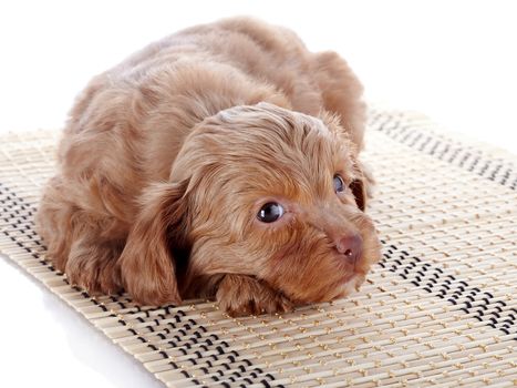 Puppy on a rug.  Puppy of a decorative doggie. Decorative dog. Puppy of the Petersburg orchid on a white background