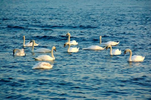 many white swans in flight swimming in the open sea, blue background