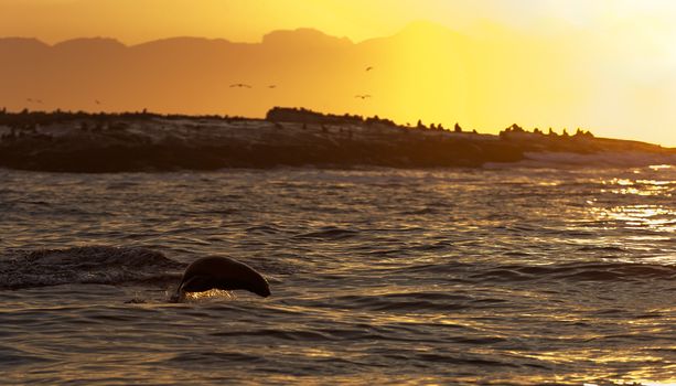Seals swim and jumping out of water on sunset.  Cape fur seal (Arctocephalus pusilus). Kalk Bay, False Bay, South Africa 