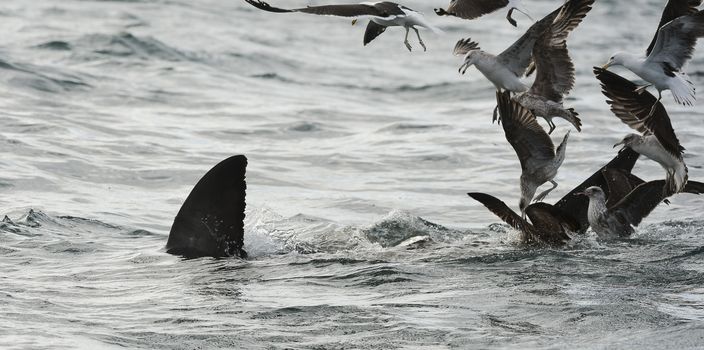 Fin of a white shark  and Seagulls eat oddments from production of a Great white shark (Carcharodon carcharias)