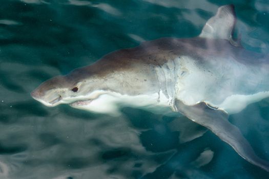 White shark (Carcharodon carcharias) in the water. South Africa. Atlantic Ocean 