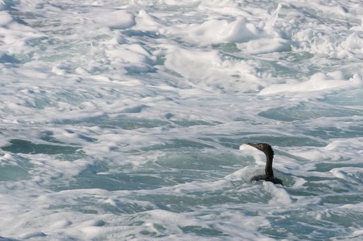 Cape Cormorant (Phalacrocorax capensis)  swim in foam water. False Bay, Cape Peninsula, South Africa