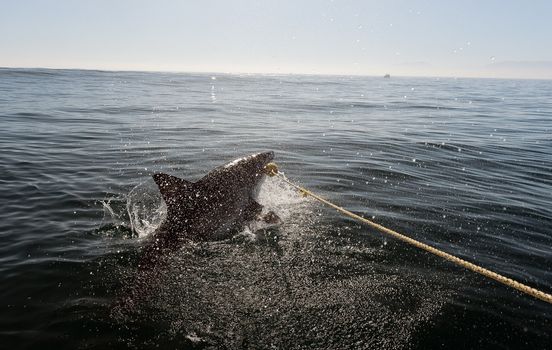 Great white shark  attack