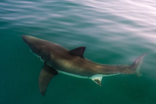 White shark (Carcharodon carcharias) in the water. Atlantic ocean 