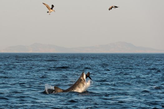 Great White Shark (Carcharodon carcharias) attacks a seal with splashes