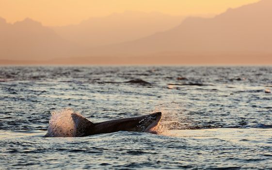 Great White Shark (Carcharodon carcharias) attacks a seal with splashes. Early Morning, sunrise Great White Shark (Carcharodon carcharias) attacks a seal with splashes. Early Morning, sunrise