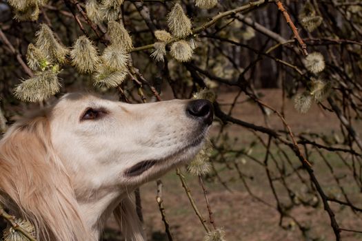 Portrait of white saluiki in willow flowers
