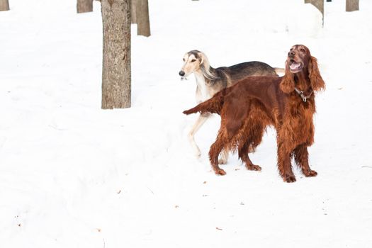 Grey saluki and irish setter walking on snow
