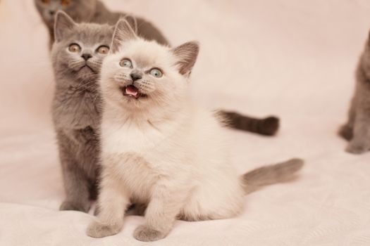 Two mewing kittens on pink background
