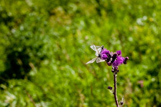 Two white butterflies on a flower in summer day
