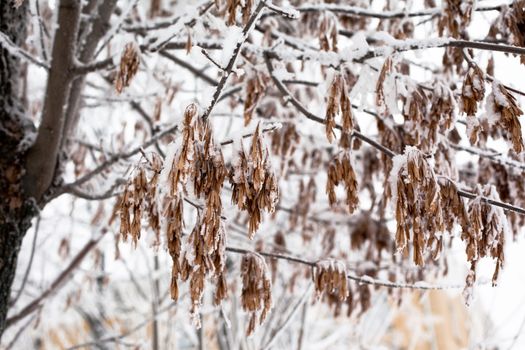 day; outdoor; grey; horizontal; white; tree; winter; frost; frozen; ice; black; nature; flora; bare; deciduous; season; dark; symbol; detail; trunk; forest; brown  
