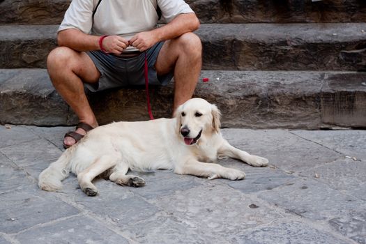 A white dog lying near sitting person
