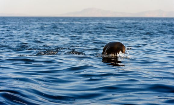 Seals swim and jumping out of water . Cape fur seal (Arctocephalus pusilus). Kalk Bay, False Bay, South Africa  Seals swim and jumping out of water . Cape fur seal (Arctocephalus pusilus). Kalk Bay, False Bay, South Africa 